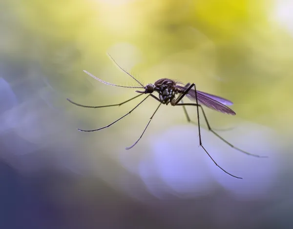 Dedetização de Mosquitos em Campinas