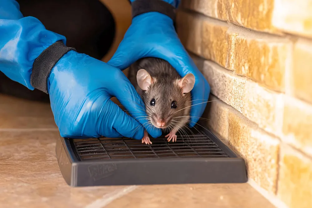 Dedetização de Ratos em Campinas